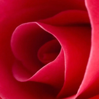 Ma Rose - Троянда